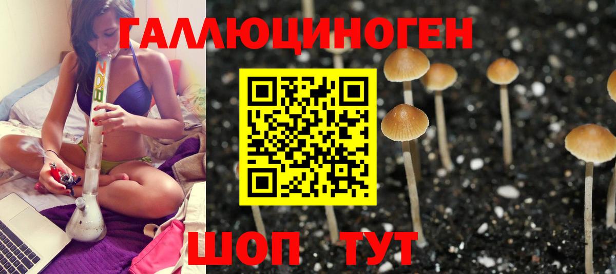 Псилоцибиновые грибы Cubensis Новошахтинск
